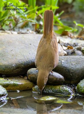 Usignolo (Luscinia megarhynchos)