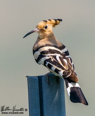 Upupa (Upupa epops)