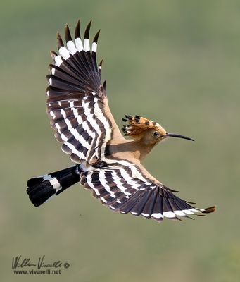 Upupa (Upupa epops)