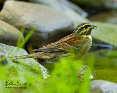 Zigolo nero (Emberiza cirlus)