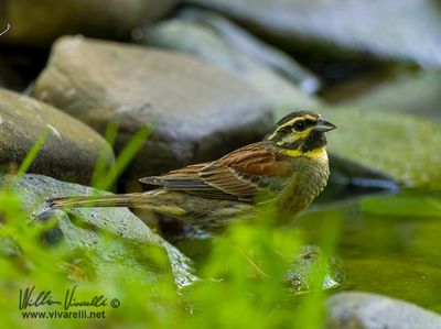 Zigolo nero (Emberiza cirlus)