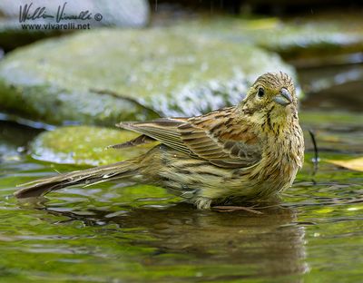 Zigolo nero (Emberiza cirlus)