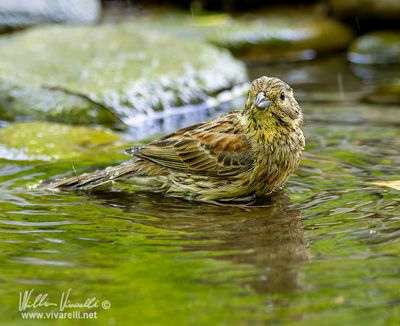 Zigolo nero (Emberiza cirlus)