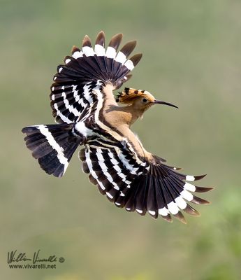 Upupa (Upupa epops)