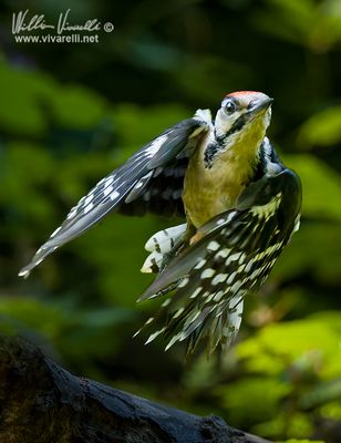 Picchio rosso maggiore (Dendrocopos major)