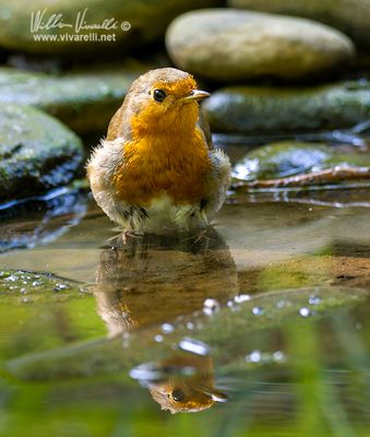 Pettirosso (Erithacus rubecula)
