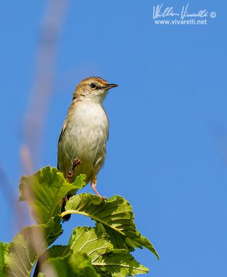 Beccamoschino (Cisticola juncidis)