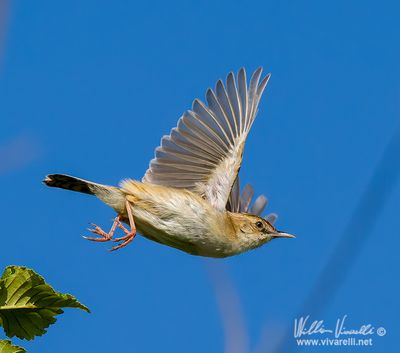 Beccamoschino (Cisticola juncidis)