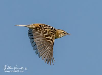 Beccamoschino (Cisticola juncidis)