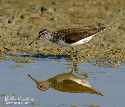 Pero pero culbianco (Tringa ochropus)