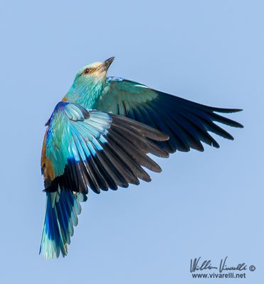 Ghiandaia marina (Coracias garrulus)