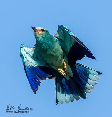 Ghiandaia marina (Coracias garrulus)