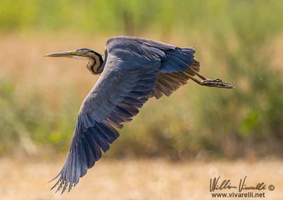Airone rosso (Ardea purpurea)