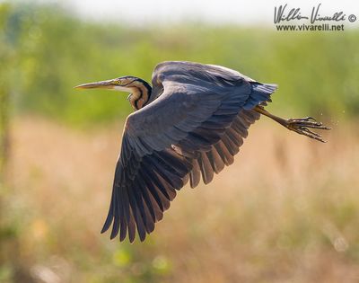 Airone rosso (Ardea purpurea)
