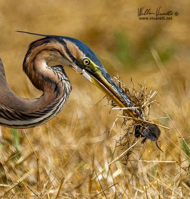 Airone rosso (Ardea purpurea)