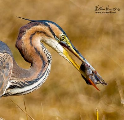 Airone rosso (Ardea purpurea)