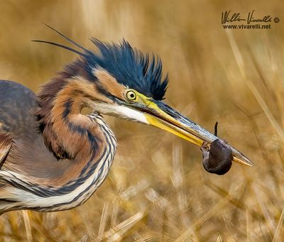Airone rosso (Ardea purpurea)