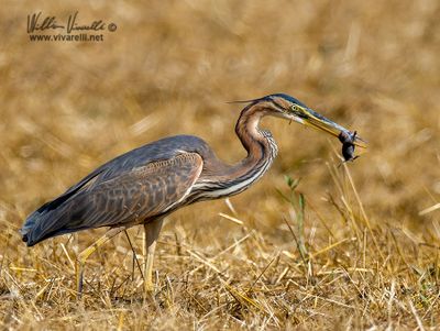 Airone rosso (Ardea purpurea)
