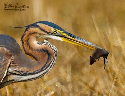 Airone rosso (Ardea purpurea)