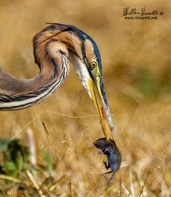 Airone rosso (Ardea purpurea)