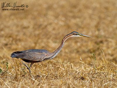 Airone rosso (Ardea purpurea)