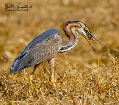 Airone rosso (Ardea purpurea)