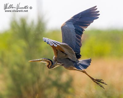 Airone rosso (Ardea purpurea)