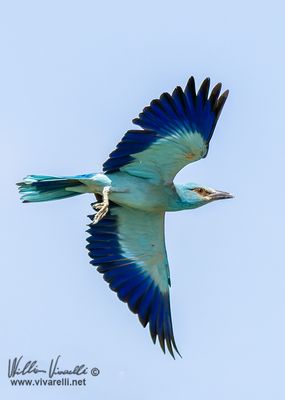 Ghiandaia marina (Coracias garrulus)