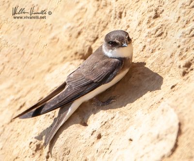 Topino (riparia riparia)