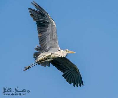 Airone cenerino (Ardea cinerea)