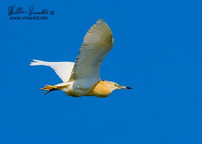 Sgarza ciuffetto (Ardeola ralloides)
