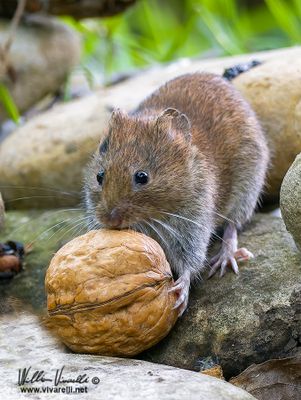 Arvicola rossastra (Clethrionomys glareolus)