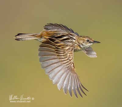 Beccamoschino (Cisticola juncidis)
