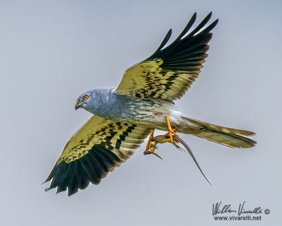 Albanella minore (Circus pygargus)