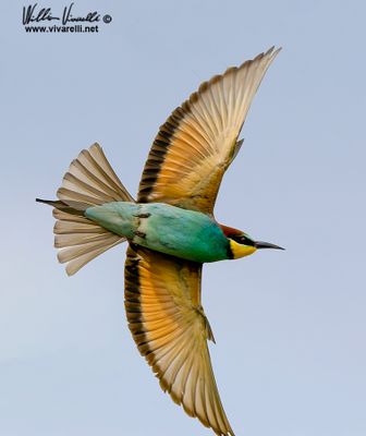 Gruccione (Merops apiaster)