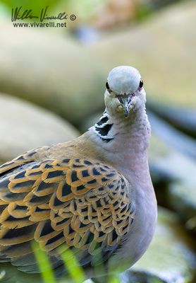 Tortora selvatica (Streptopelia turtur)
