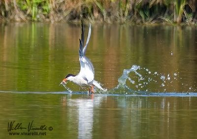Sterna comune (Sterna hirundo)