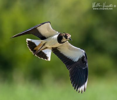 Pavoncella (Vanellus vanellus)