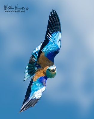 Ghiandaia marina (Coracias garrulus)