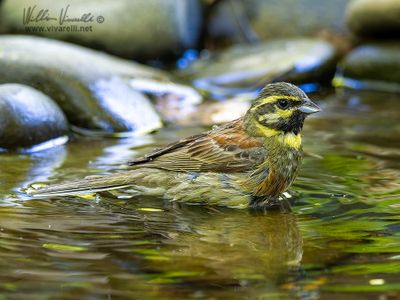 Zigolo nero (Emberiza cirlus)