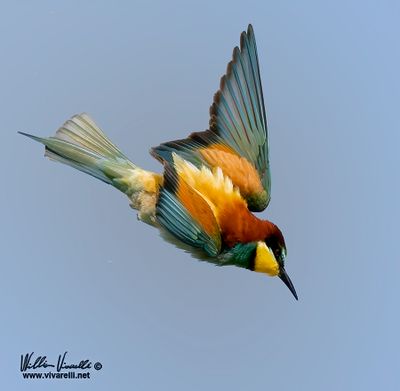 Gruccione (Merops apiaster)
