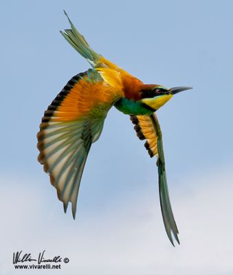 Gruccione (Merops apiaster)