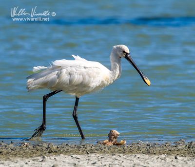 Spatola (Platalea leucorodia)