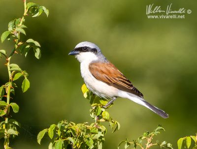 Averla piccola (Lanius collurio)