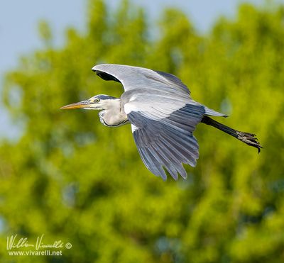 Airone cenerino (Ardea cinerea)