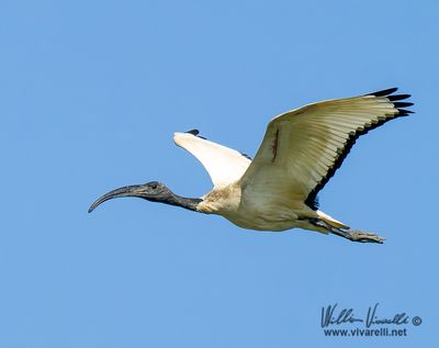 Ibis sacro (Threskiornis aethiopicus)