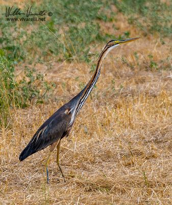 Airone rosso (Ardea purpurea)