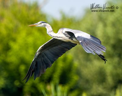 Airone cenerino (Ardea cinerea)