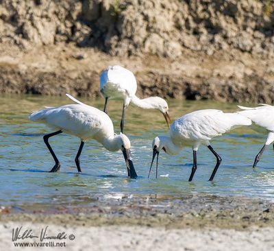 Spatola (Platalea leucorodia)