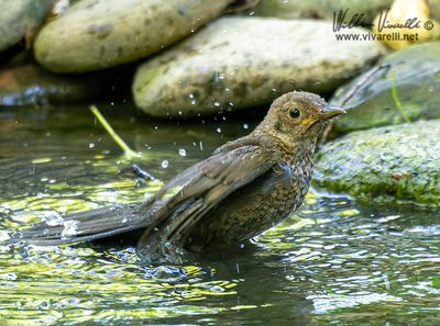 Merlo (Turdus merula)